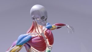 Anatomy model of the shoulder and arm supplied by the subclavian artery