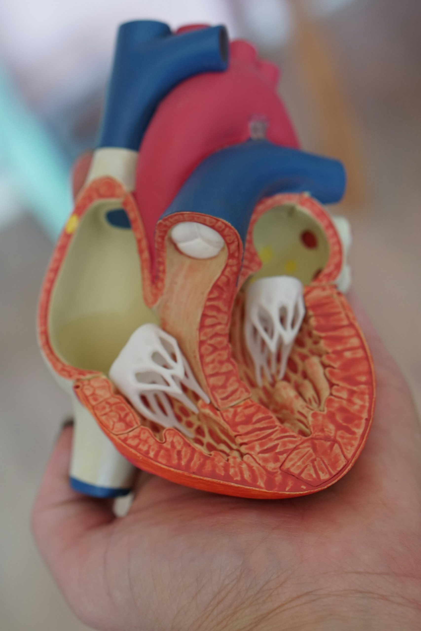 Cross-section heart model showing the left ventricle and aortic valve