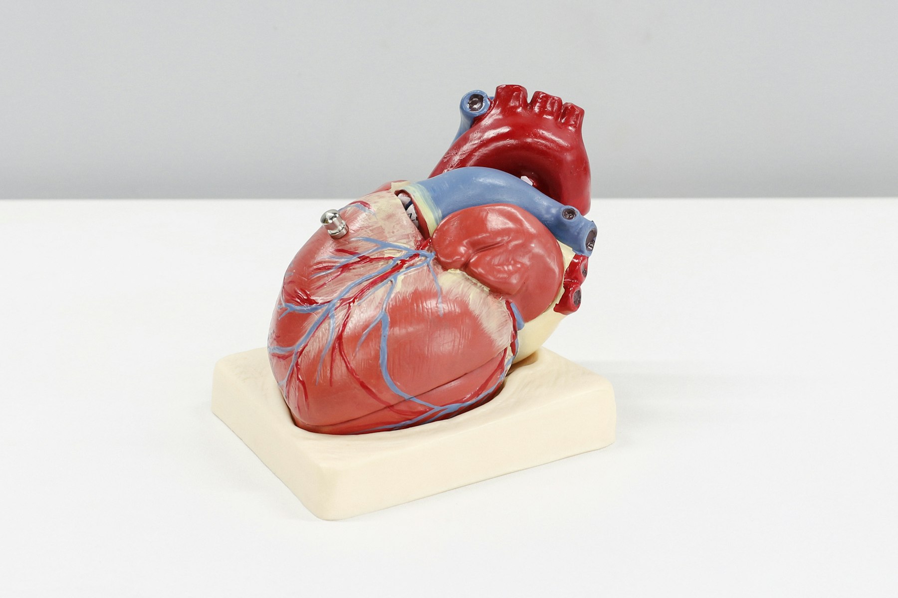 Heart model showing the aorta and left ventricle