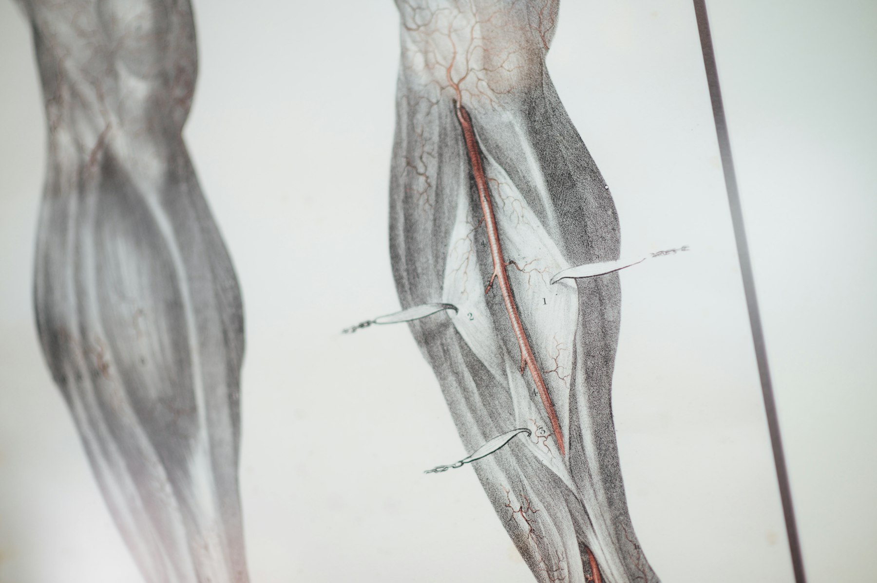 Anatomical model of the leg showing veins and muscles