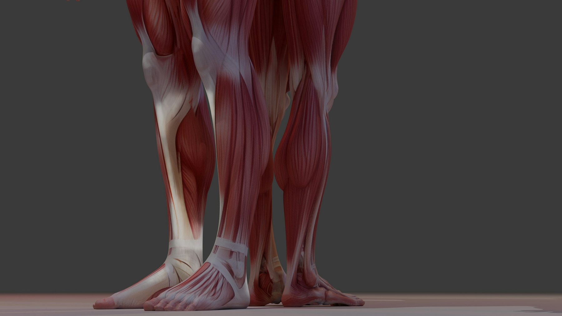 Anatomical view of the muscles of the lower legs, which depend on peripheral arteries for oxygen-rich blood